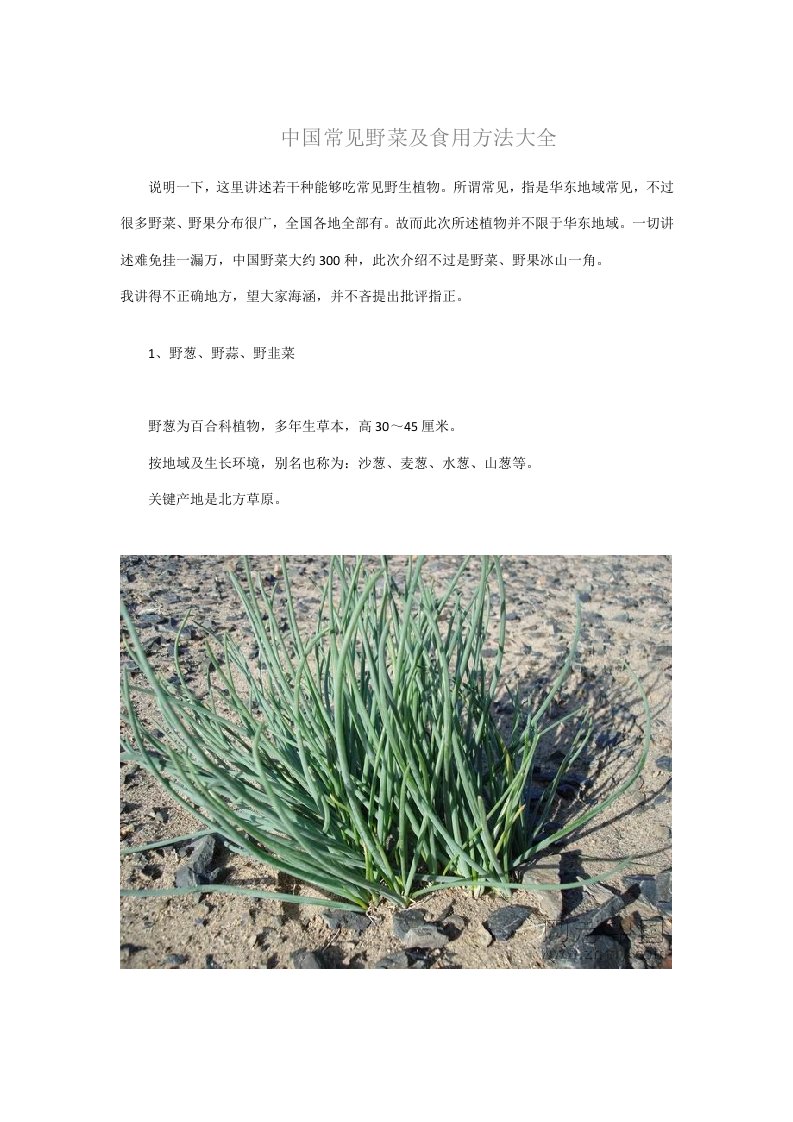 中国常见野菜及食用方法大全样稿