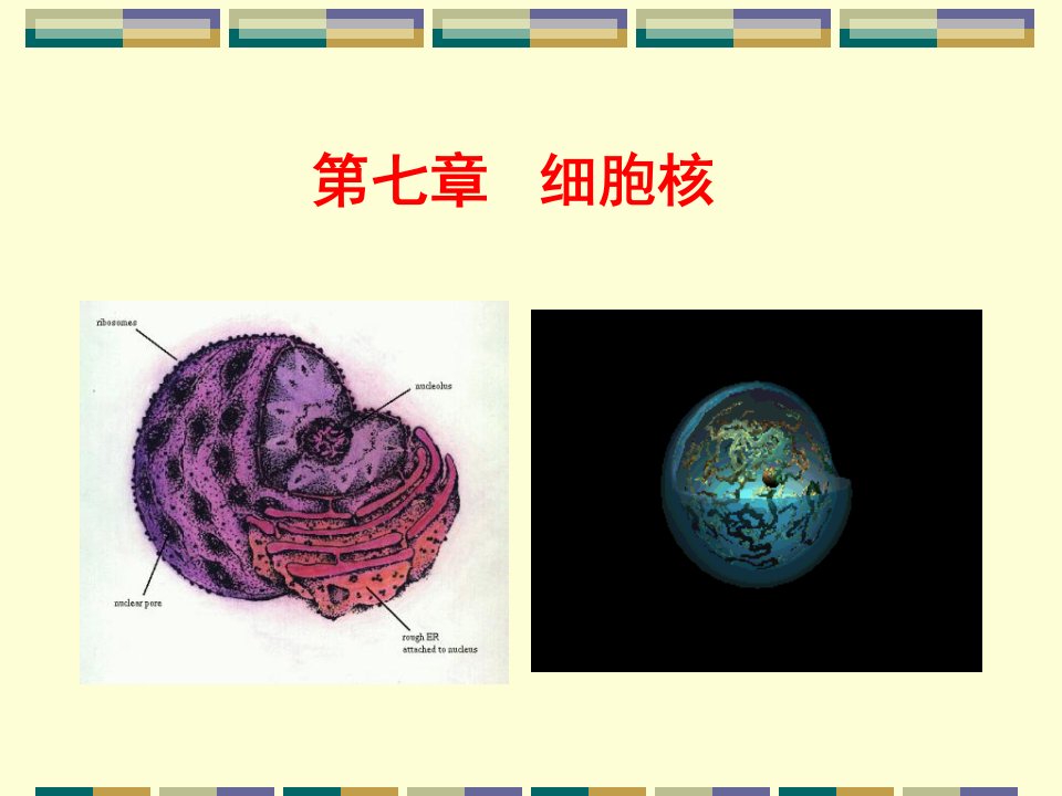 第七章细胞核