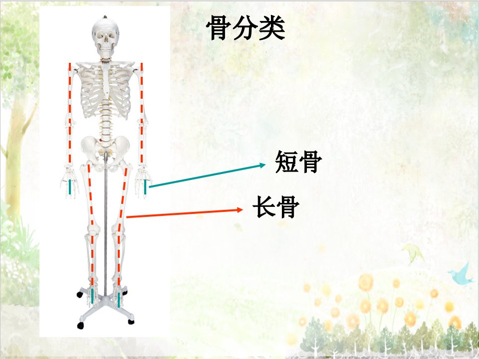 首师大版小学科学教学ppt课件六年级上册《11.人体的运动》