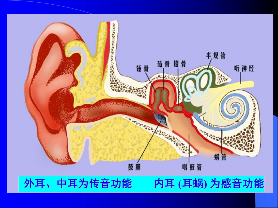 093听觉器官