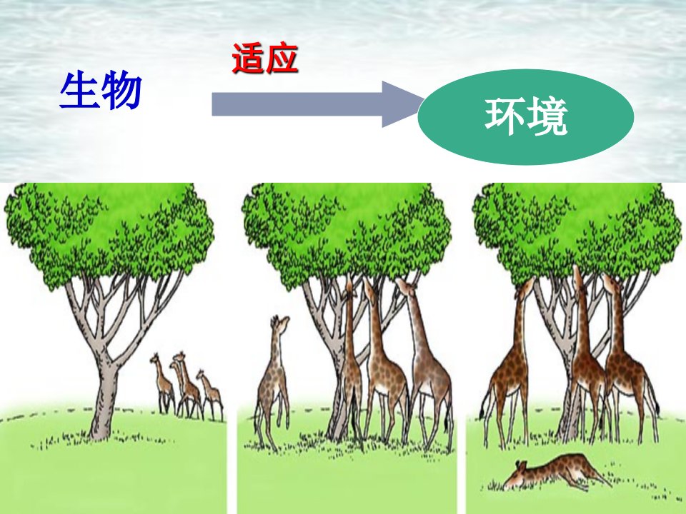 生物对环境的适应和影响