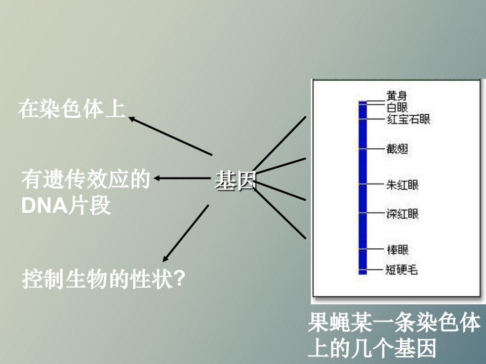 基因指导蛋白质的合成上