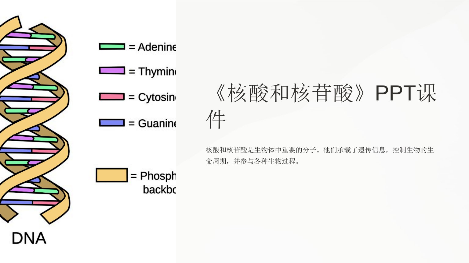 《核酸和核苷酸》课件