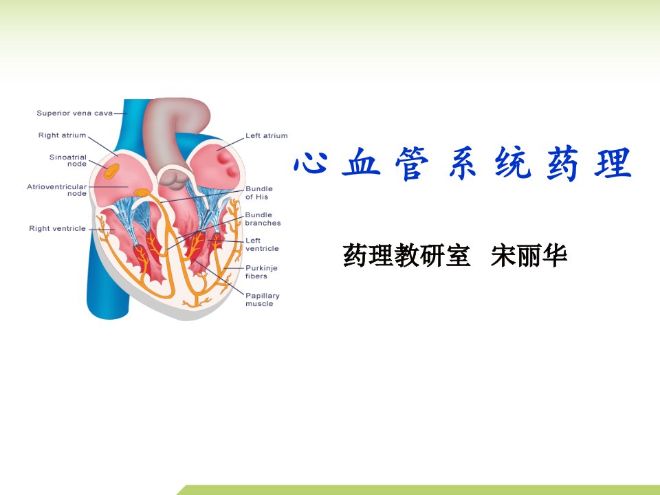 离子通道概论钙通道阻滞药