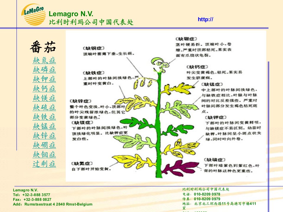 番茄缺素症图谱