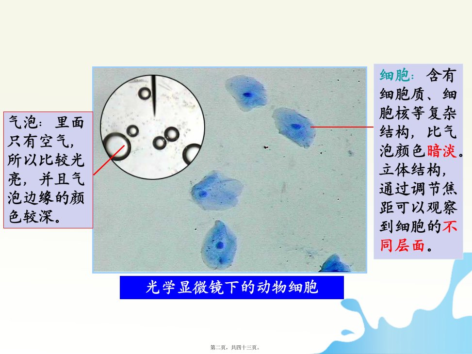 医学专题细胞膜与细胞核