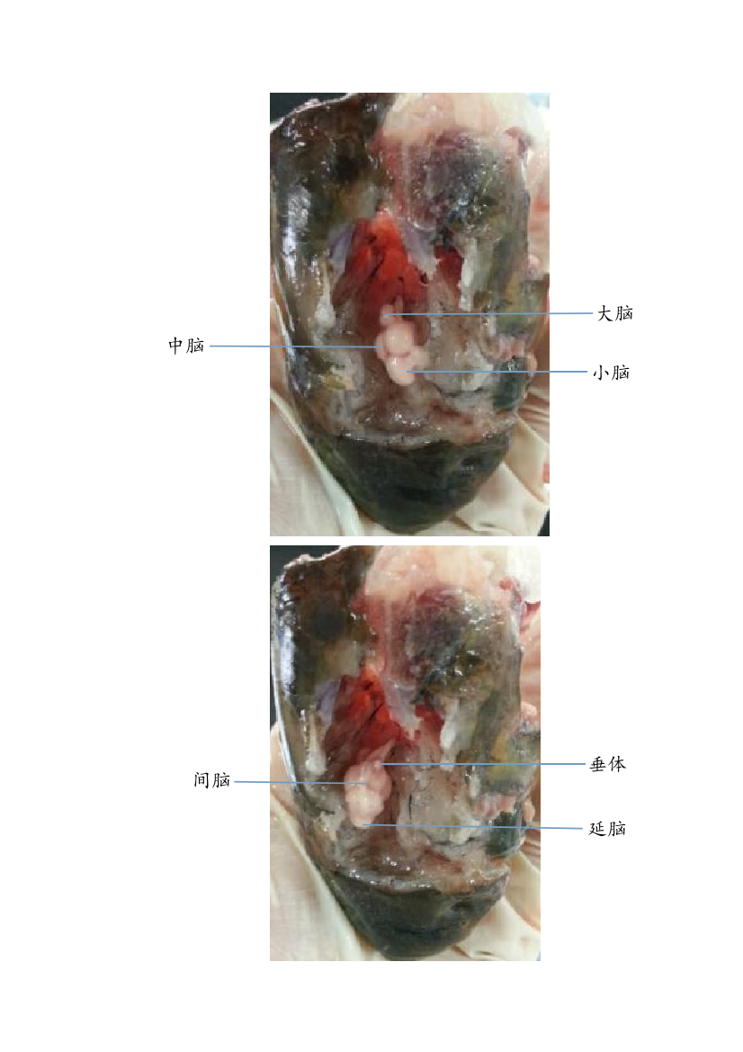 鱼的解剖图片