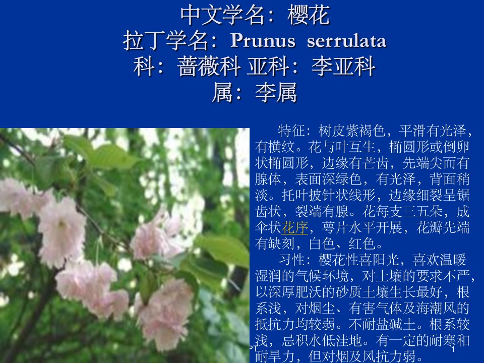 《中文学名樱花》PPT课件