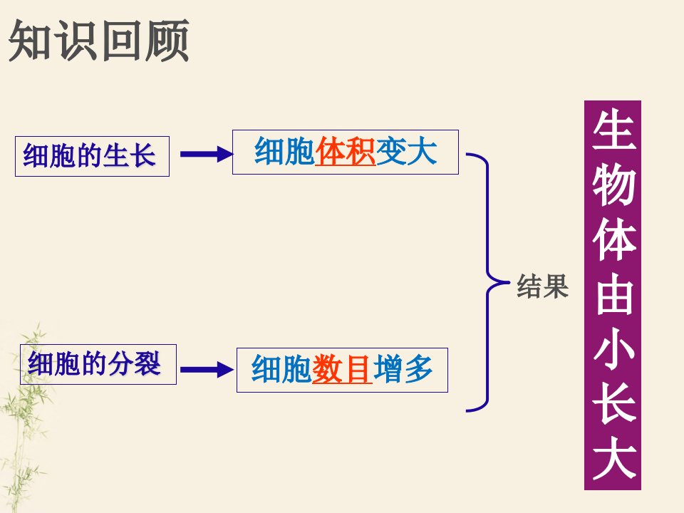 人教版生物七年级上册第二单元第二章第二节动物体的结构层次课件