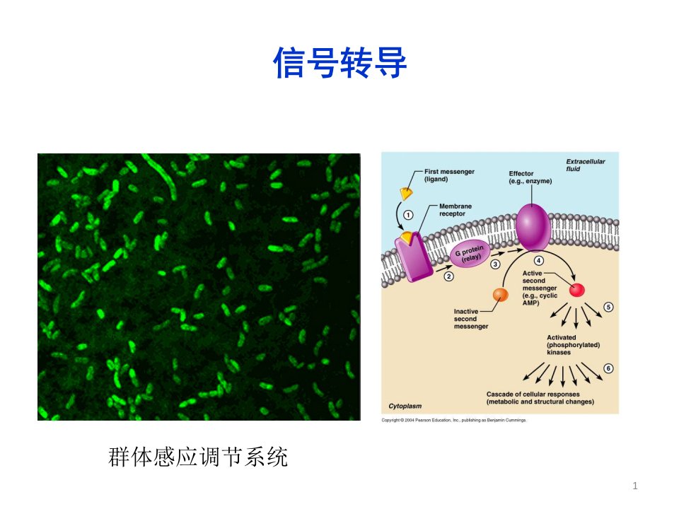 细胞生物学：第八章