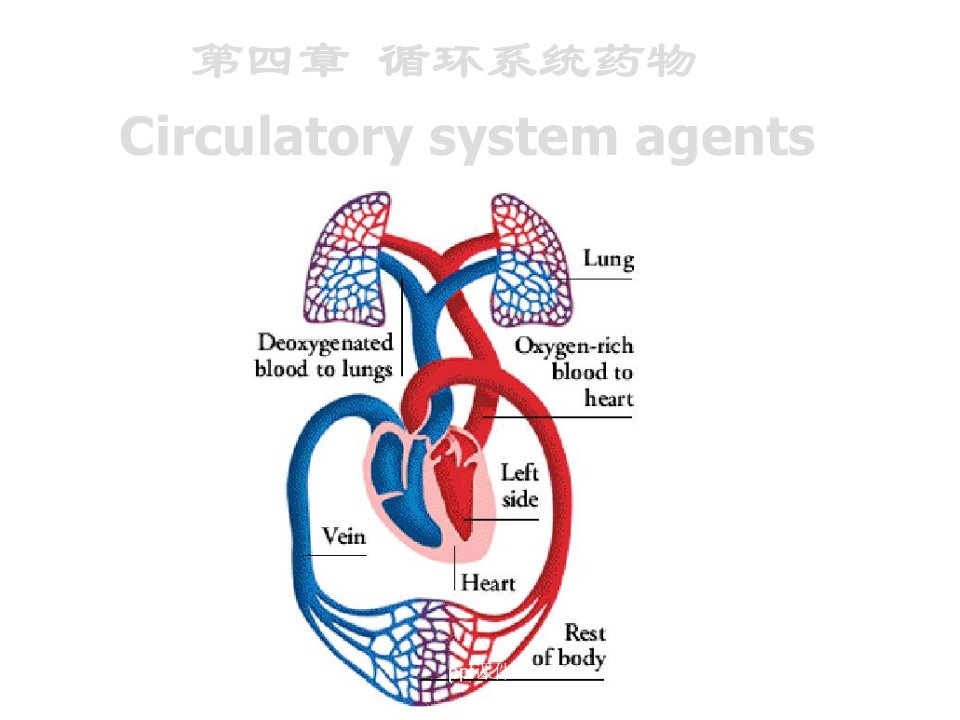 血管紧张素转化酶抑制剂代表药