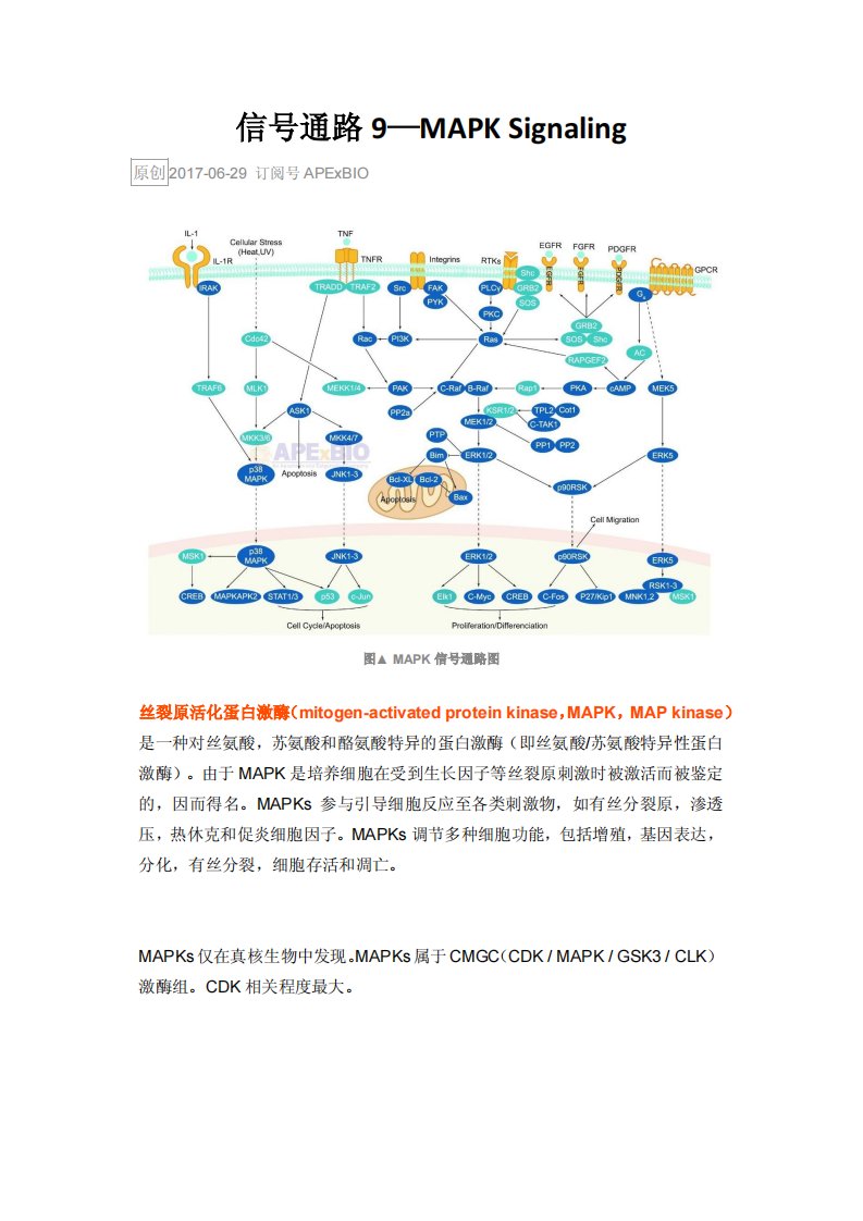 信号通路9—MAPK-Signaling