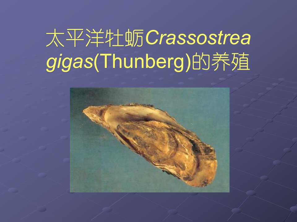 太平洋牡蛎Crassostrea