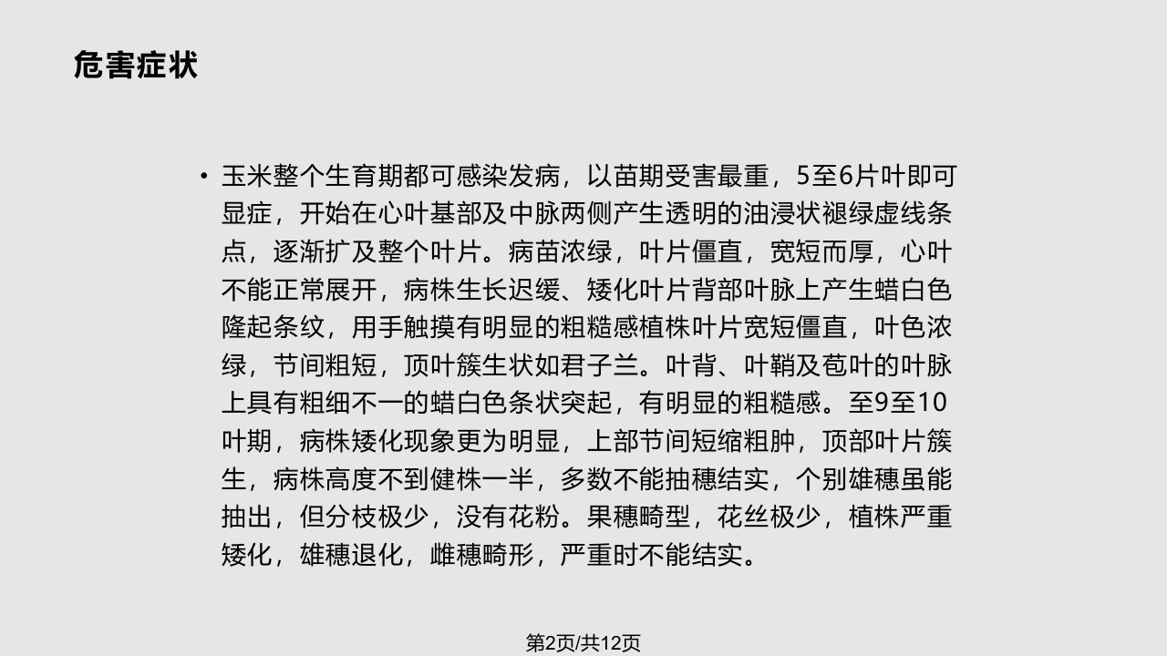 玉米粗缩病学习