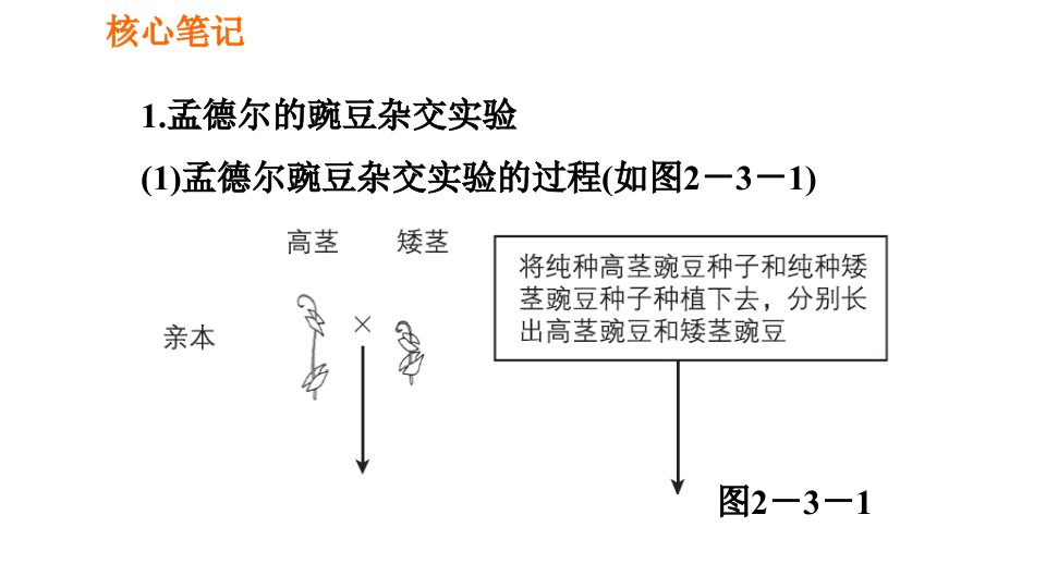 人教版八年级下册生物课件第七章7.2.3基因的显性和隐性