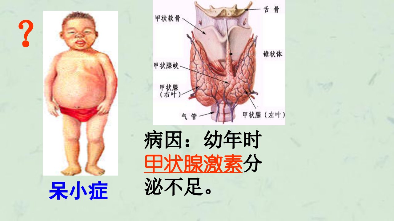 人体的激素调节督导课件