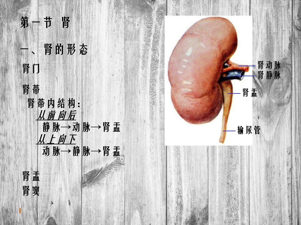 泌尿系解刨课件