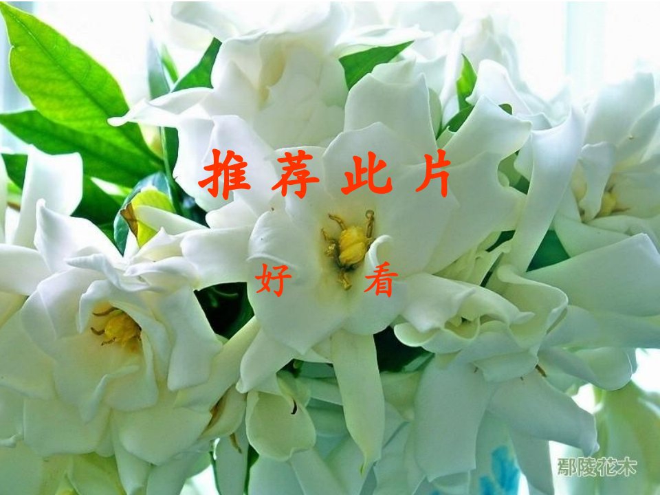 栀子花(改制)课件