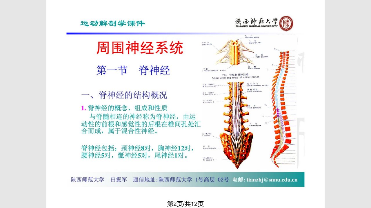 神经系统周围