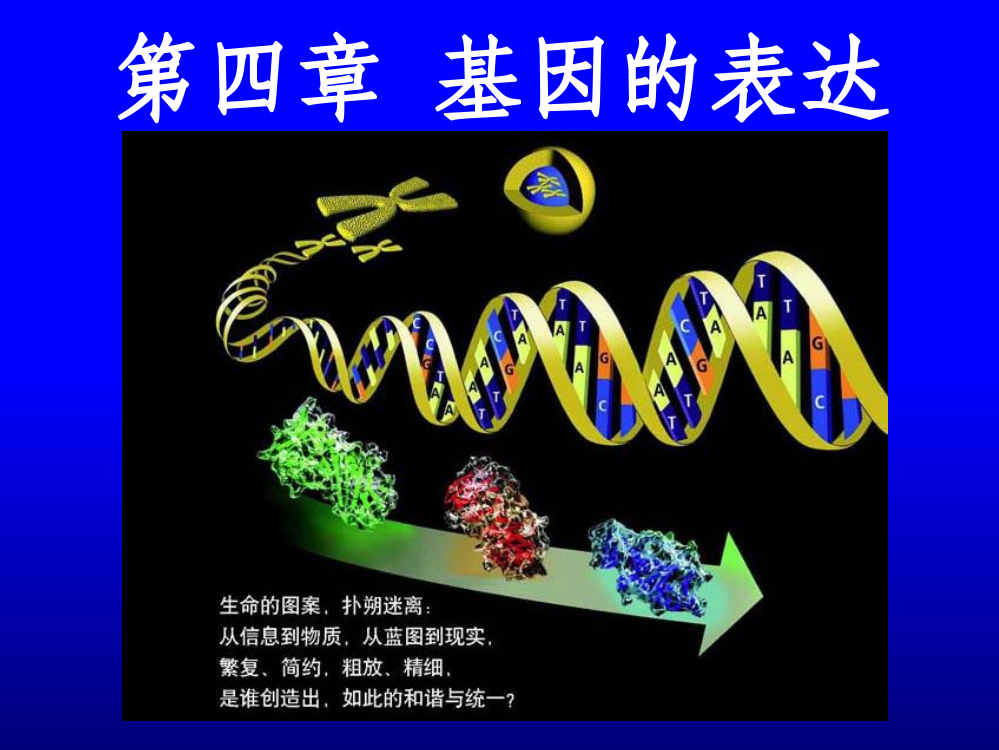 正式第四章基因的表达