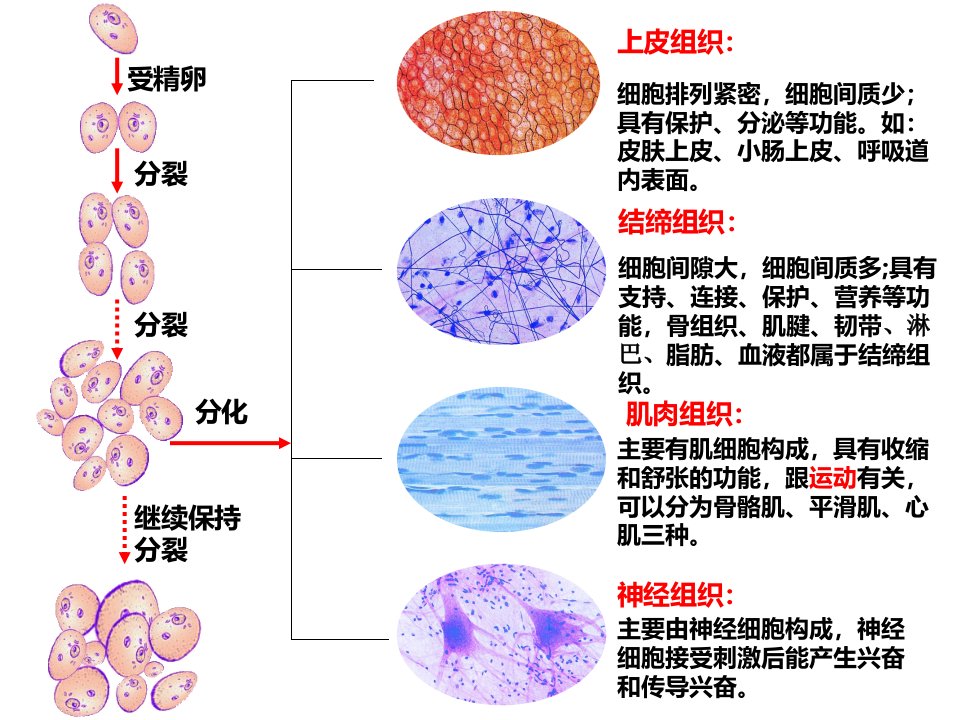 植物体的主要组织