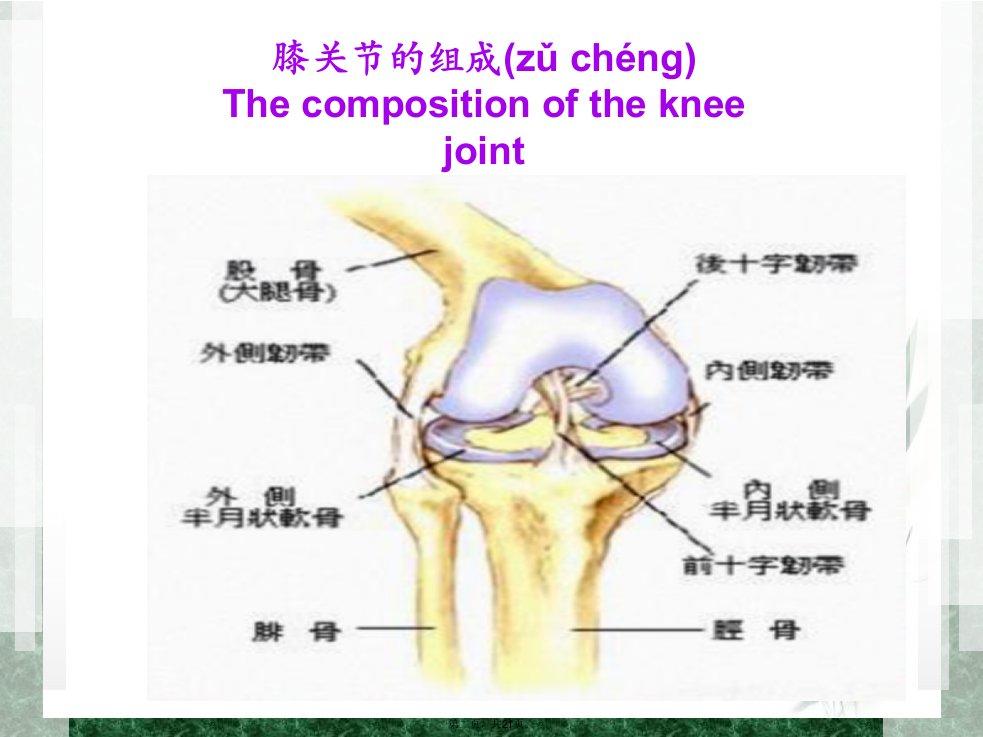 全膝关节置换术后护理PPT教学内容