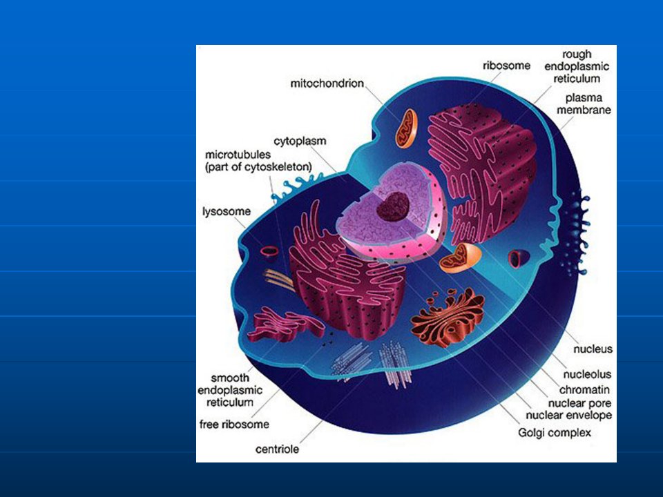 细胞生物学翟中和编第十章-细胞核与染色体