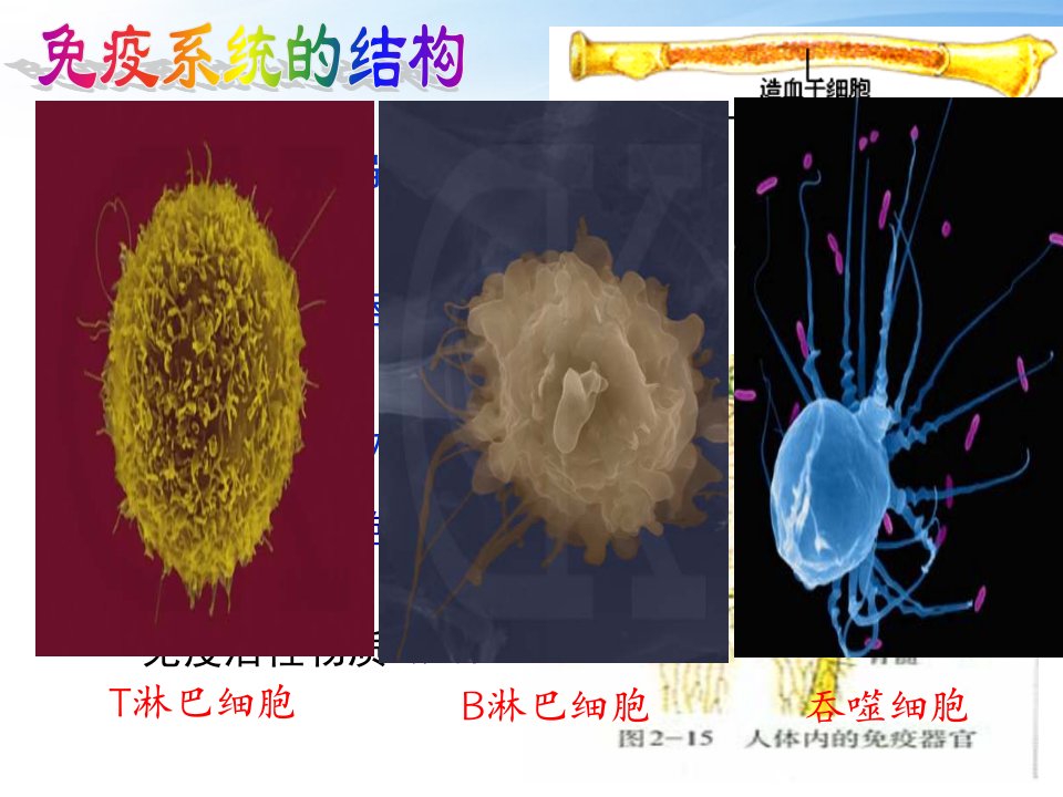 免疫调节公开课一等奖ppt课件PPT精品