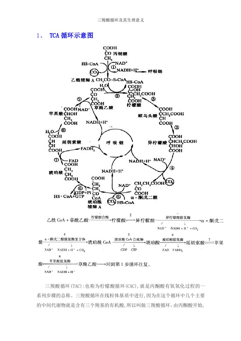 三羧酸循环及其生理意义