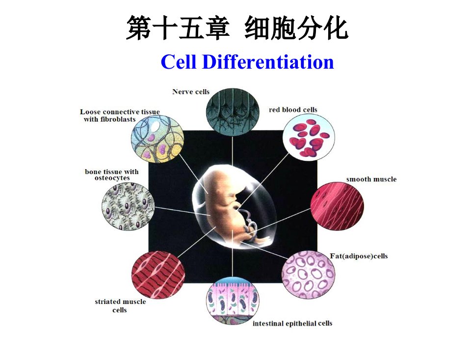 组蛋白的乙酰化课件