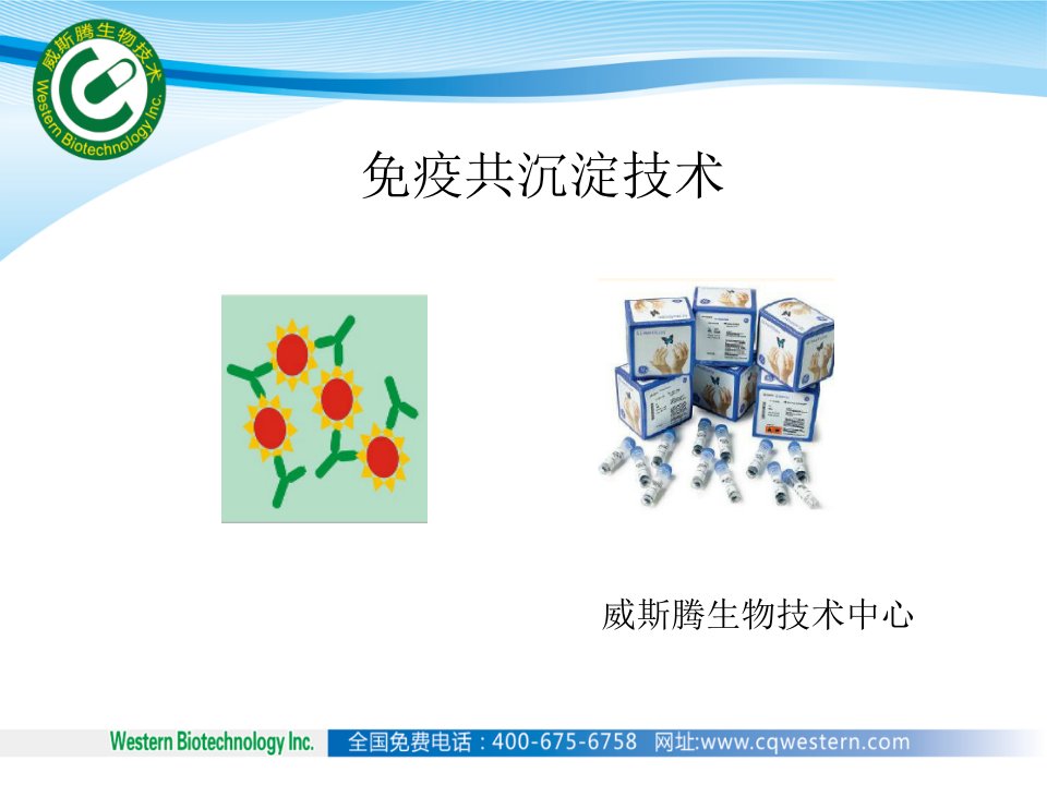 免疫共沉淀技术