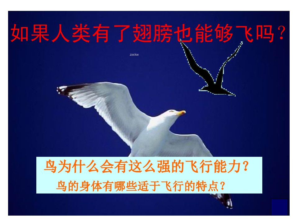 中学联盟甘肃省永靖县回民中学生物人教版八年级上册516鸟课件共43张PPT