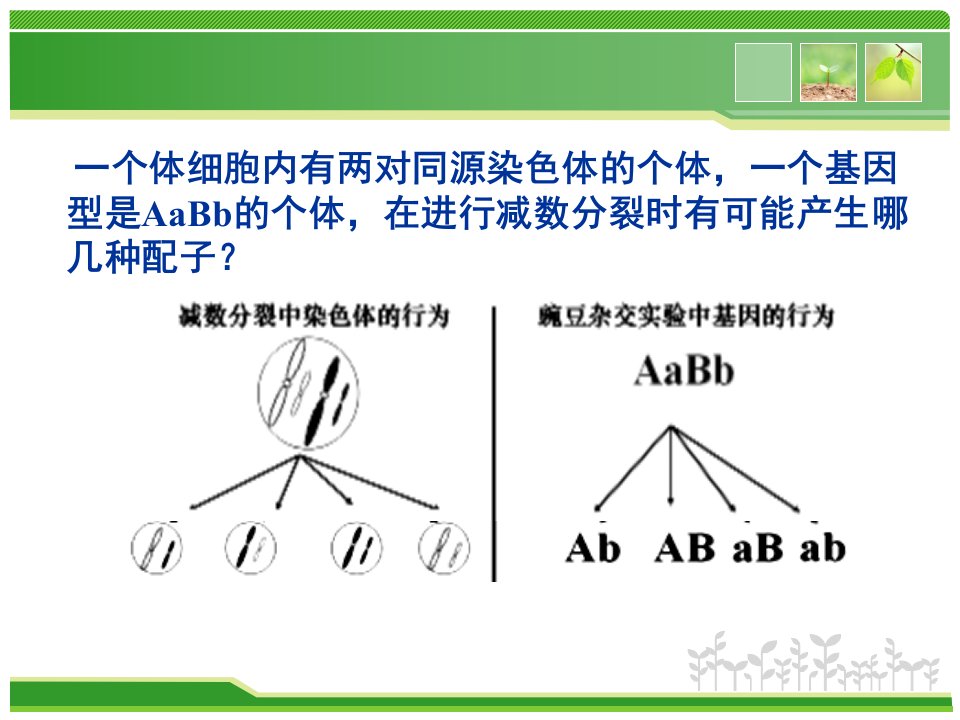 2.2基因在染色体上课件