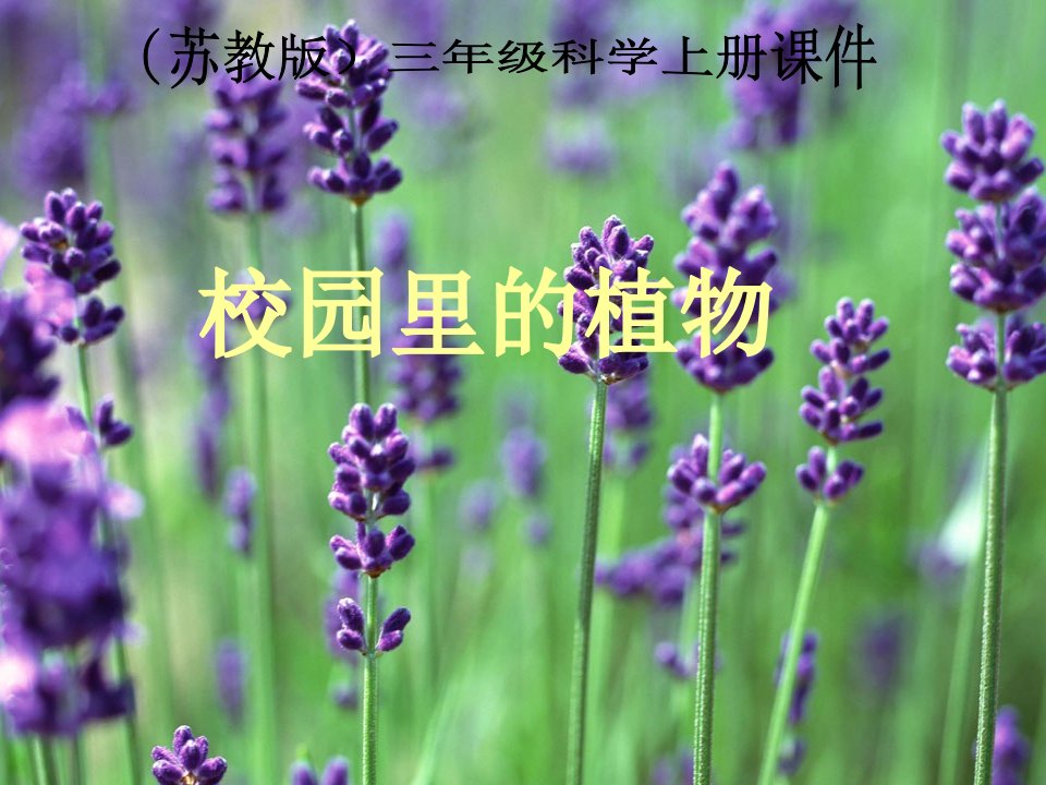 苏教版科学三上《校园里的植物》课件7