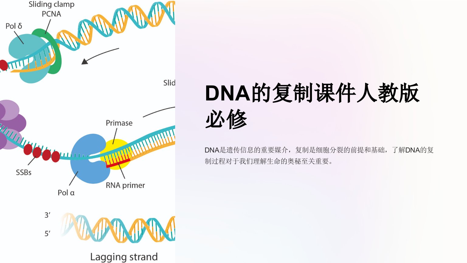 DNA的复制课件人教版必修