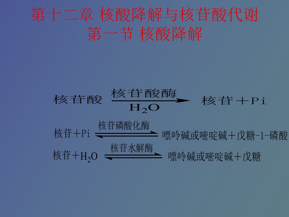 核酸降解与核苷酸代谢