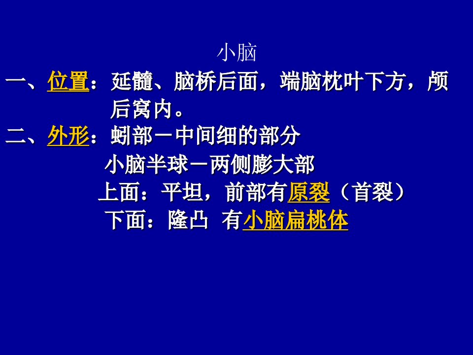 小脑位置延髓脑桥后面端脑枕叶下方颅后窝内