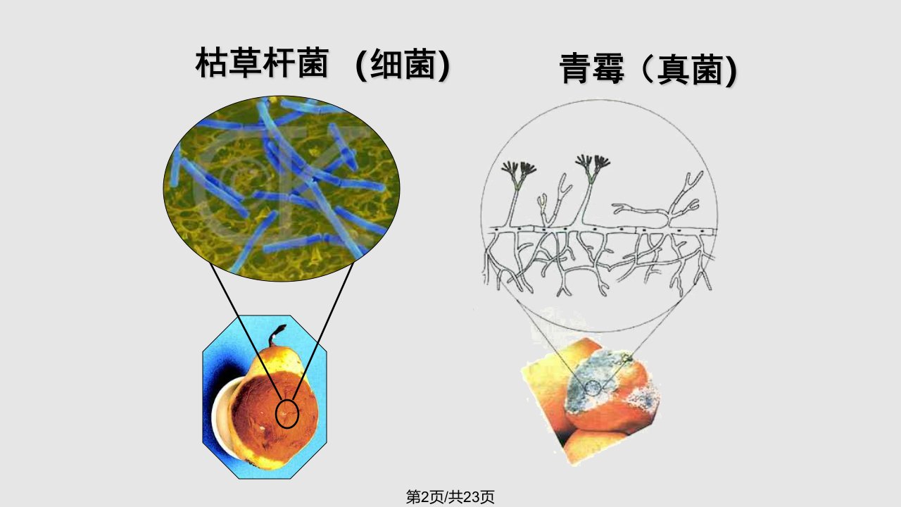 细菌和真菌在自然界中的作用ppt