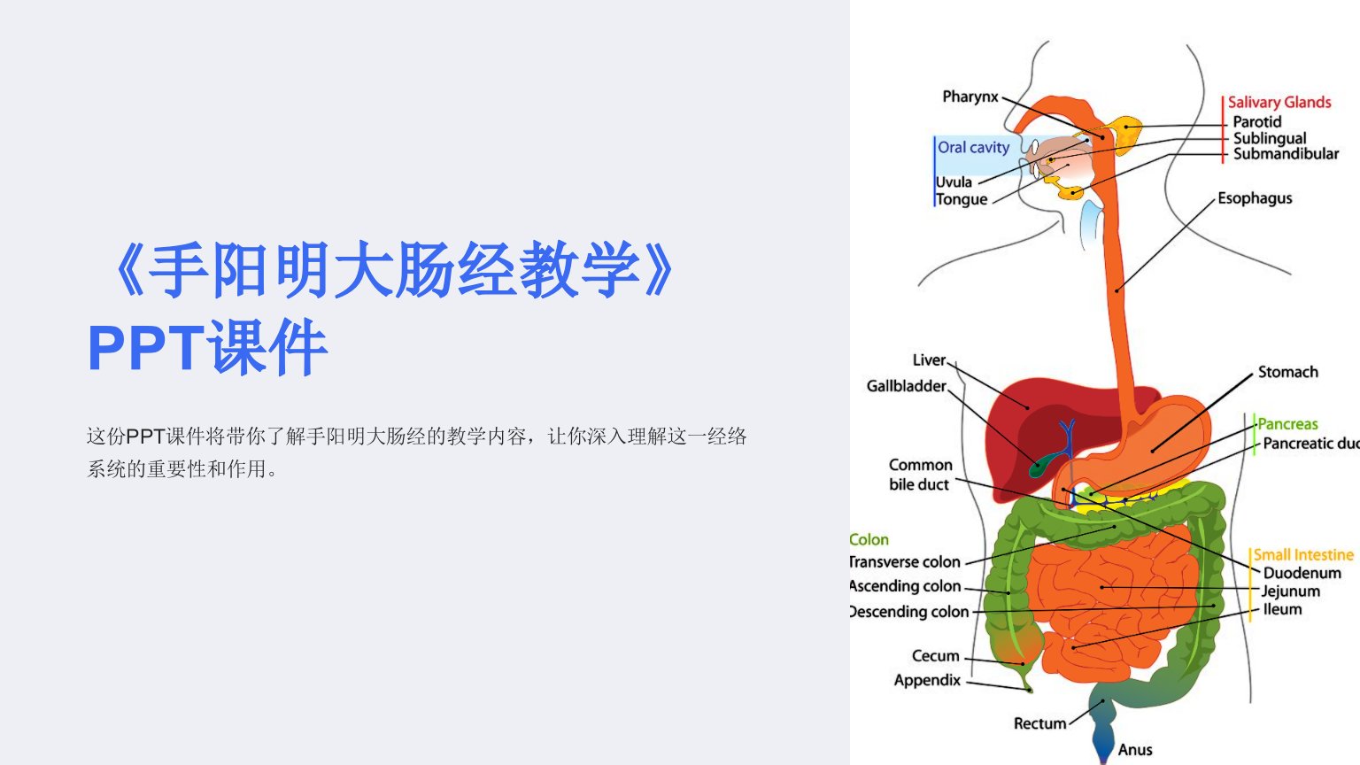 《手阳明大肠经教学》课件