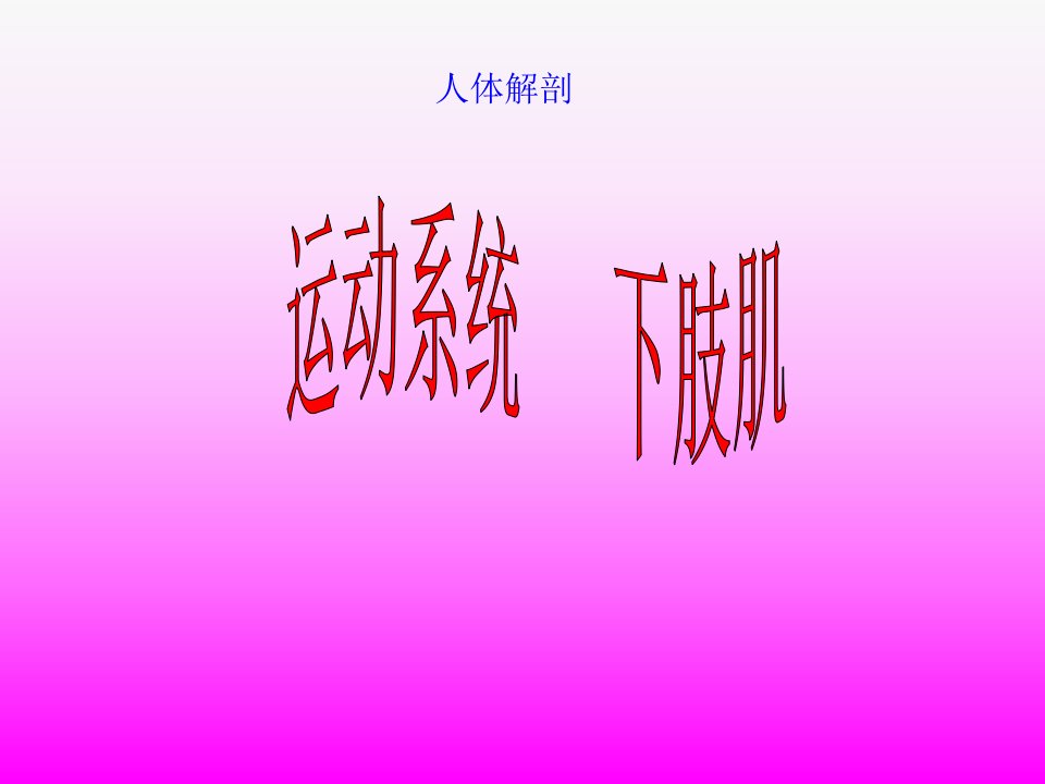 人体解剖-骨骼肌-下肢肌