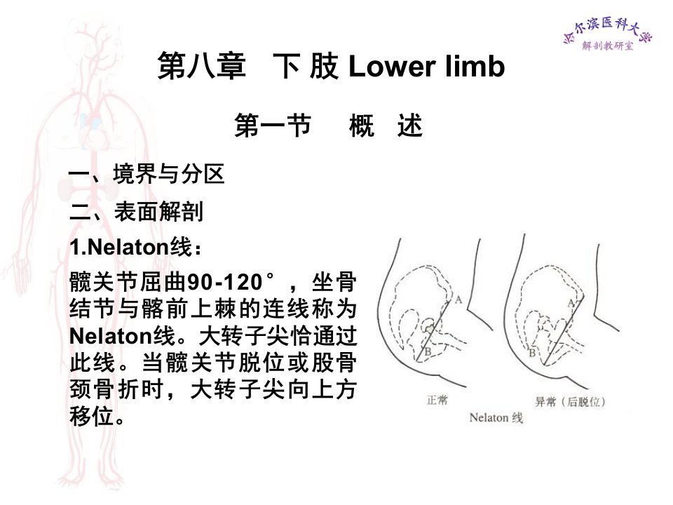 局部解剖学课件下肢