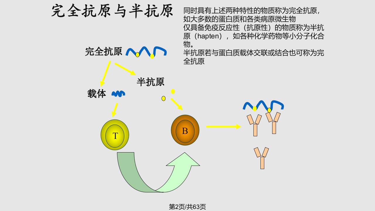 食品免疫学抗原