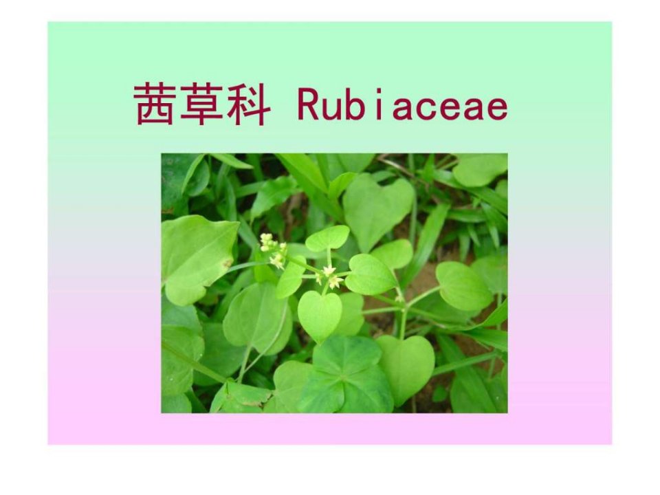 药用植物学-合瓣花亚纲茜草菊科.ppt