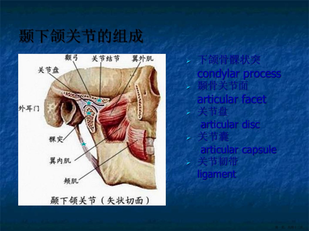 口腔解剖生理学颞下颌关节