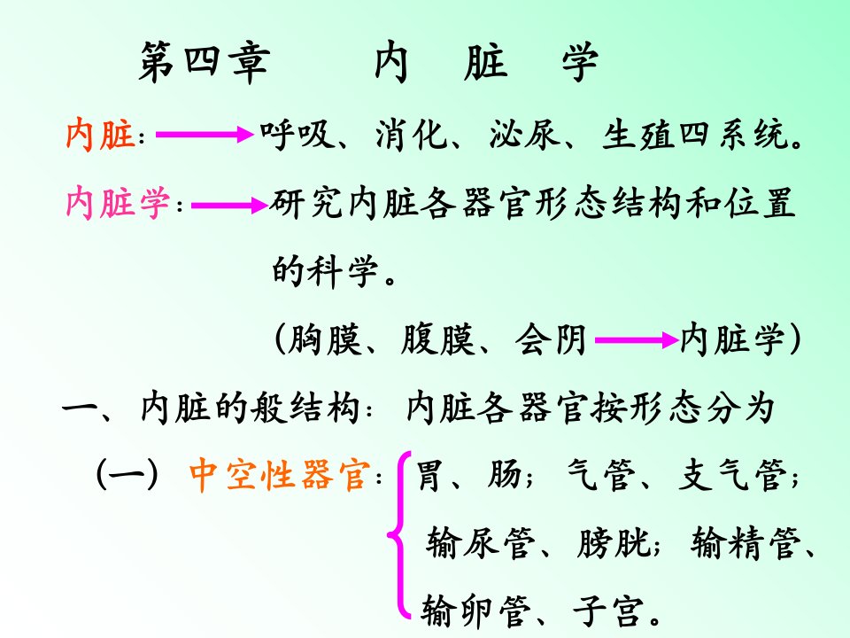 解剖学内脏知识笔记大全