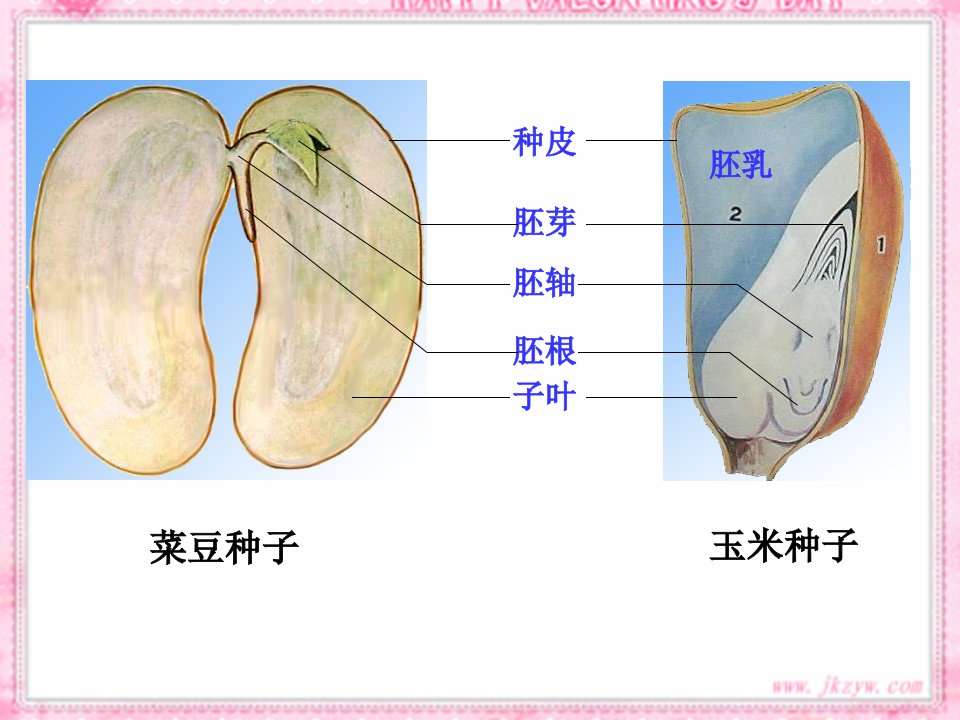 生物种子的萌发课件