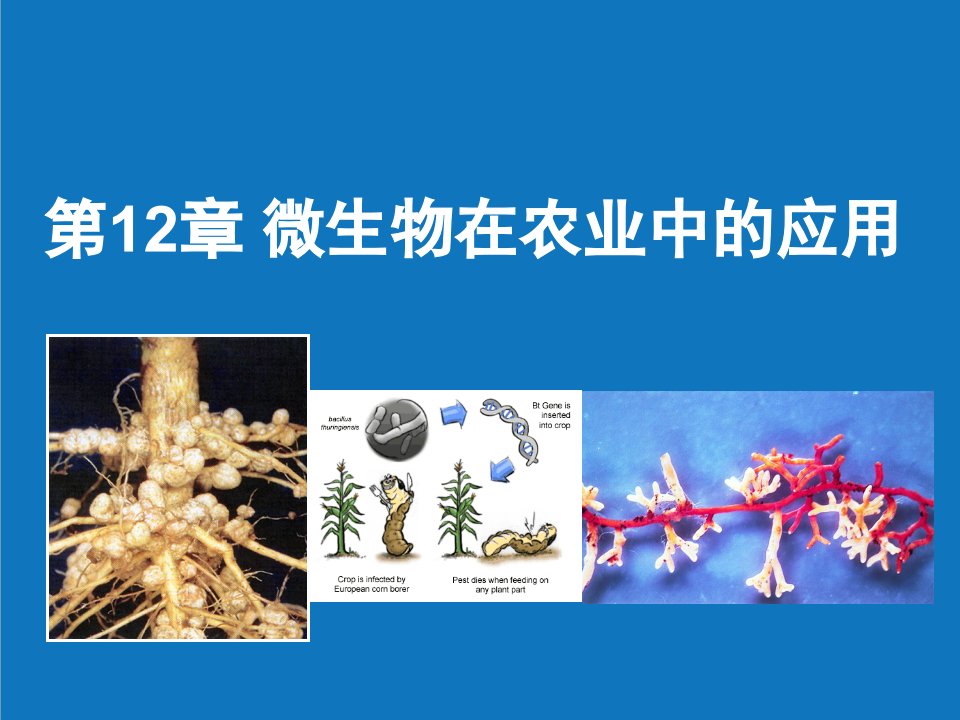 农业与畜牧-微生物在农业中的应用