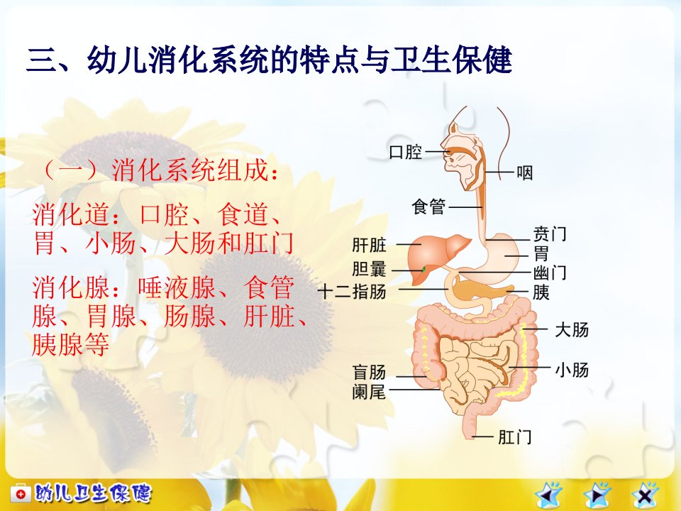 幼儿消化系统及卫生保健