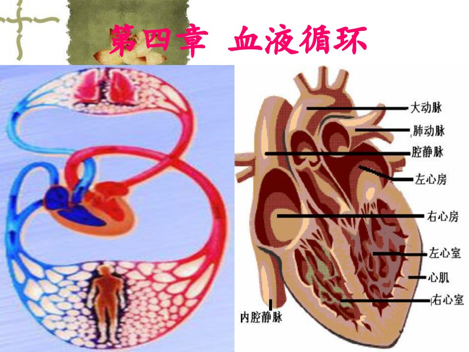 家畜生理学教学课件《血液循环》