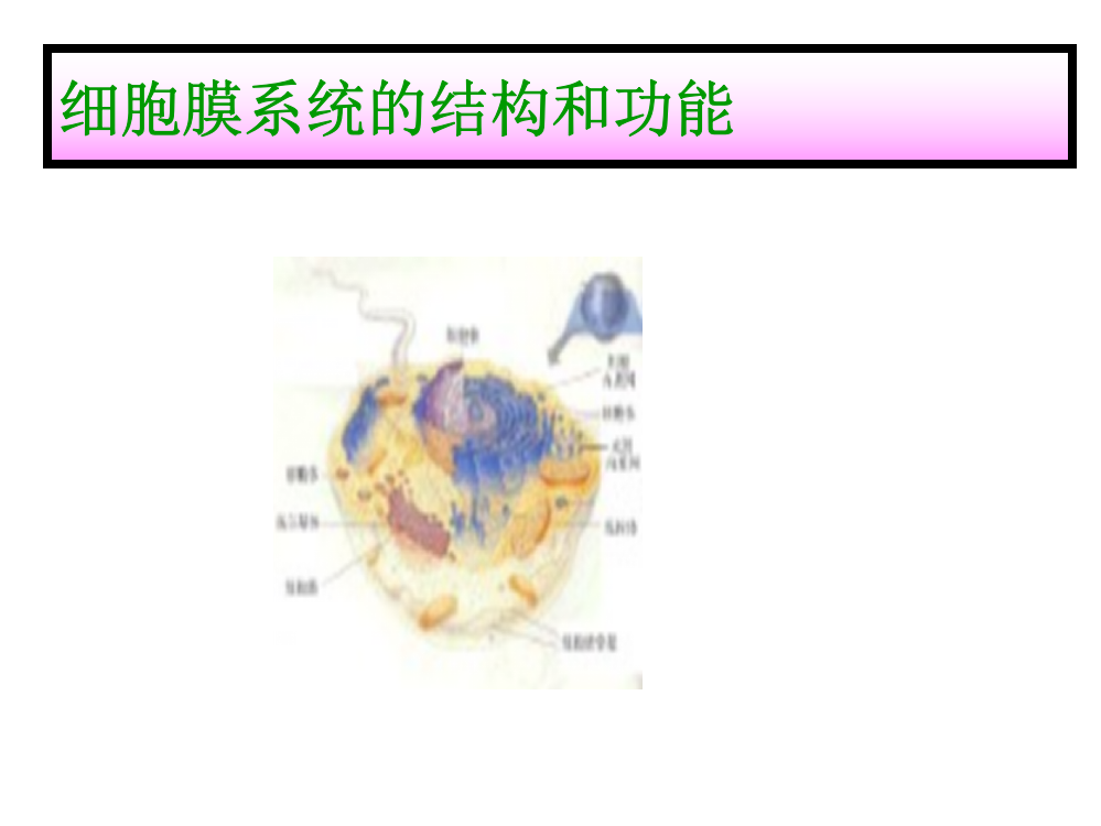 细胞膜系统结构